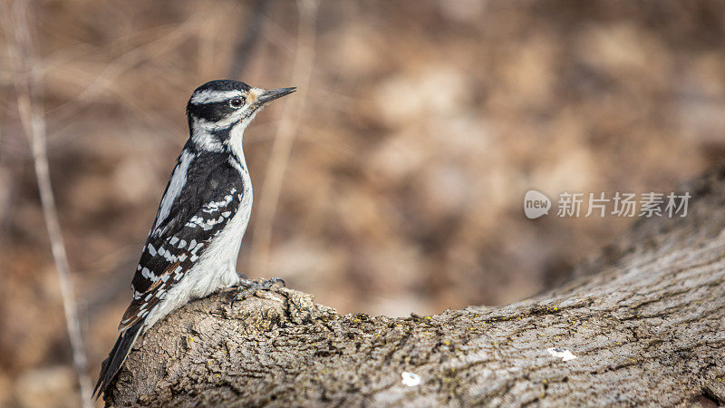 雌性多毛啄木鸟，(Leuconotopicus villosus)， Pico Velloso)，雌性多毛啄木鸟。